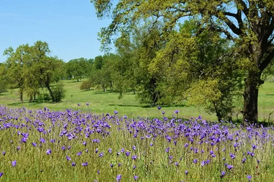 Park image