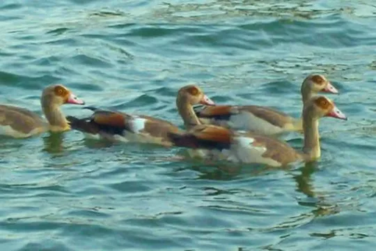 Park image