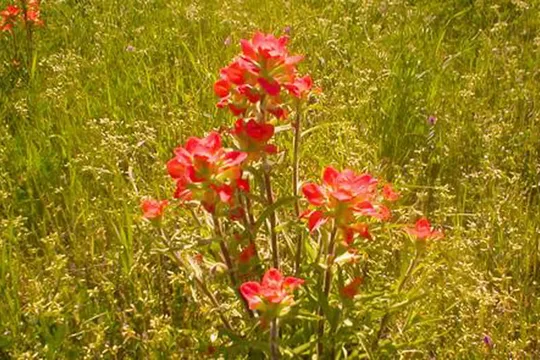 Park image