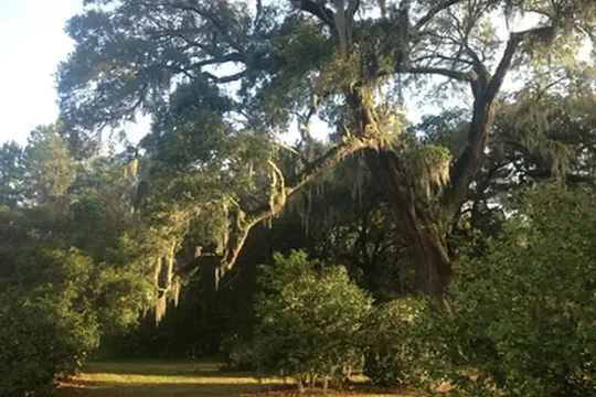 Park image