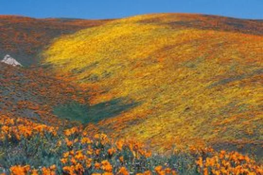 Park image