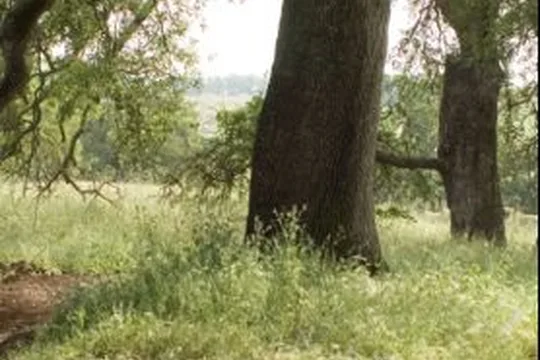 Park image