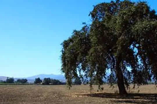 Park image