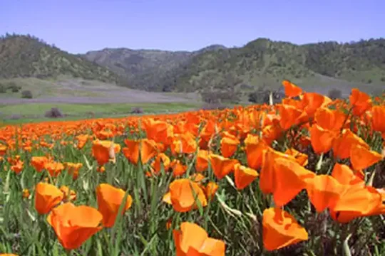 Park image