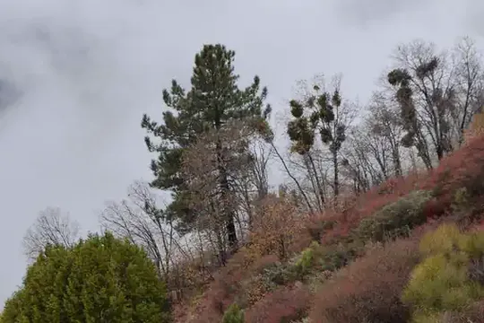 Park image