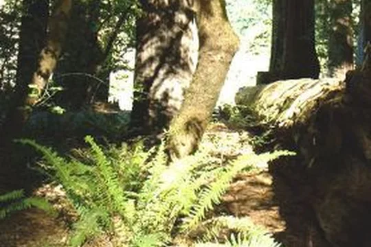 Park image