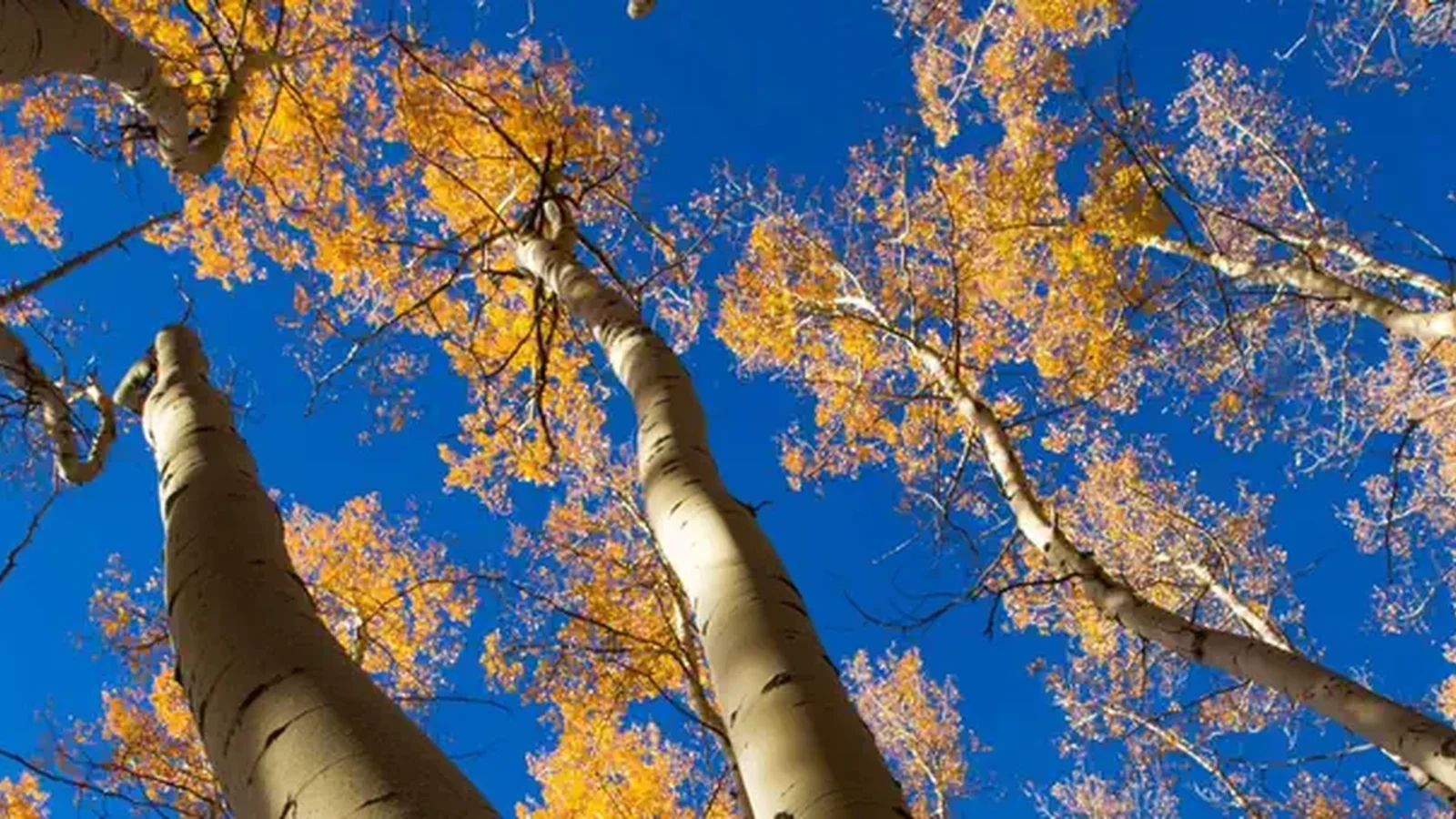Santa Fe National Forest