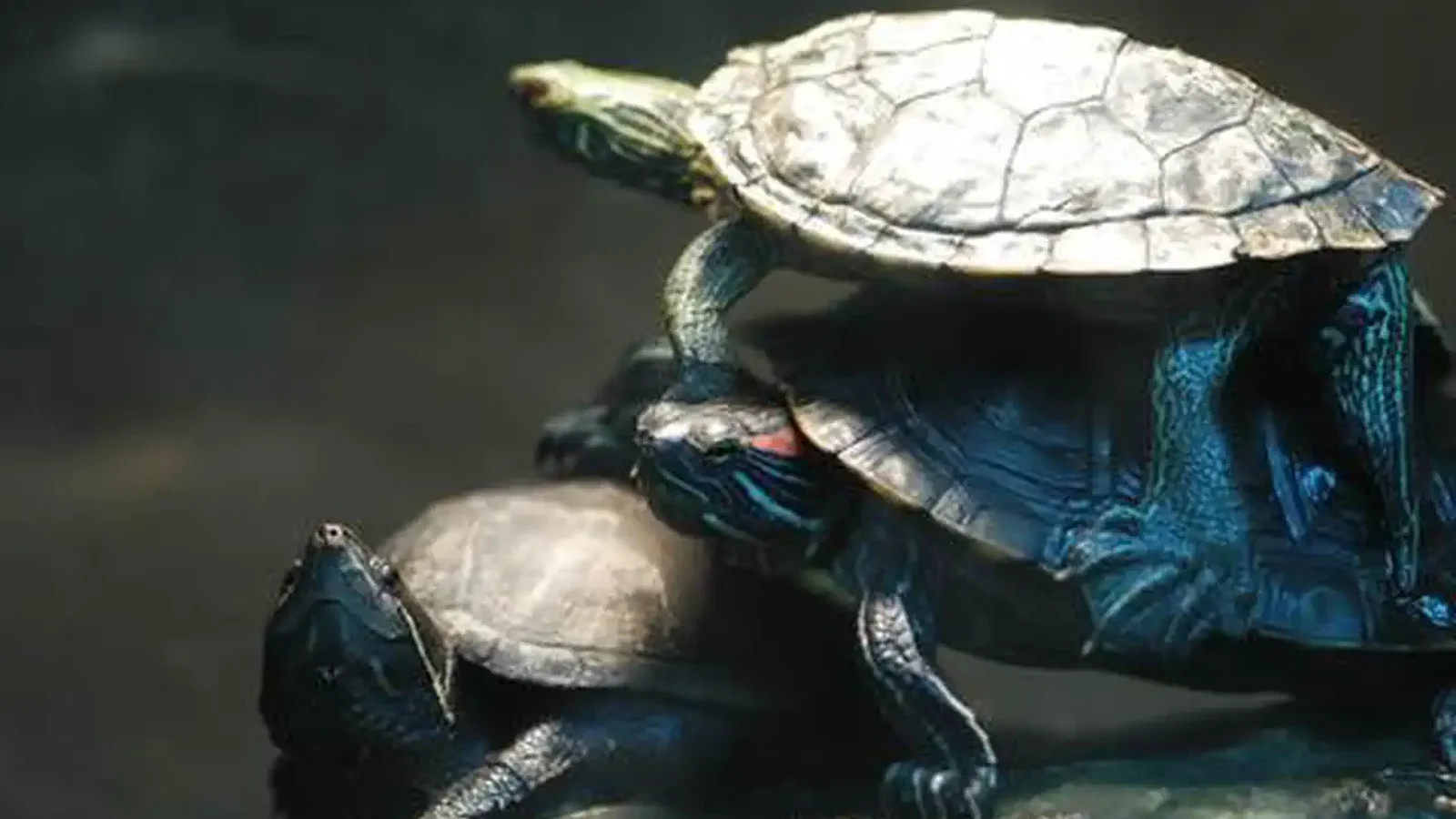 turtles