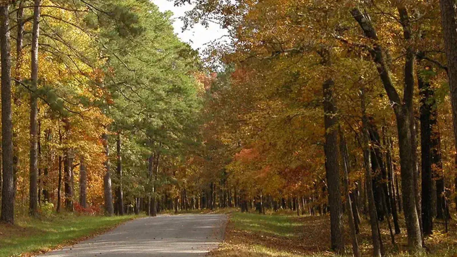 National Forest in Mississippi