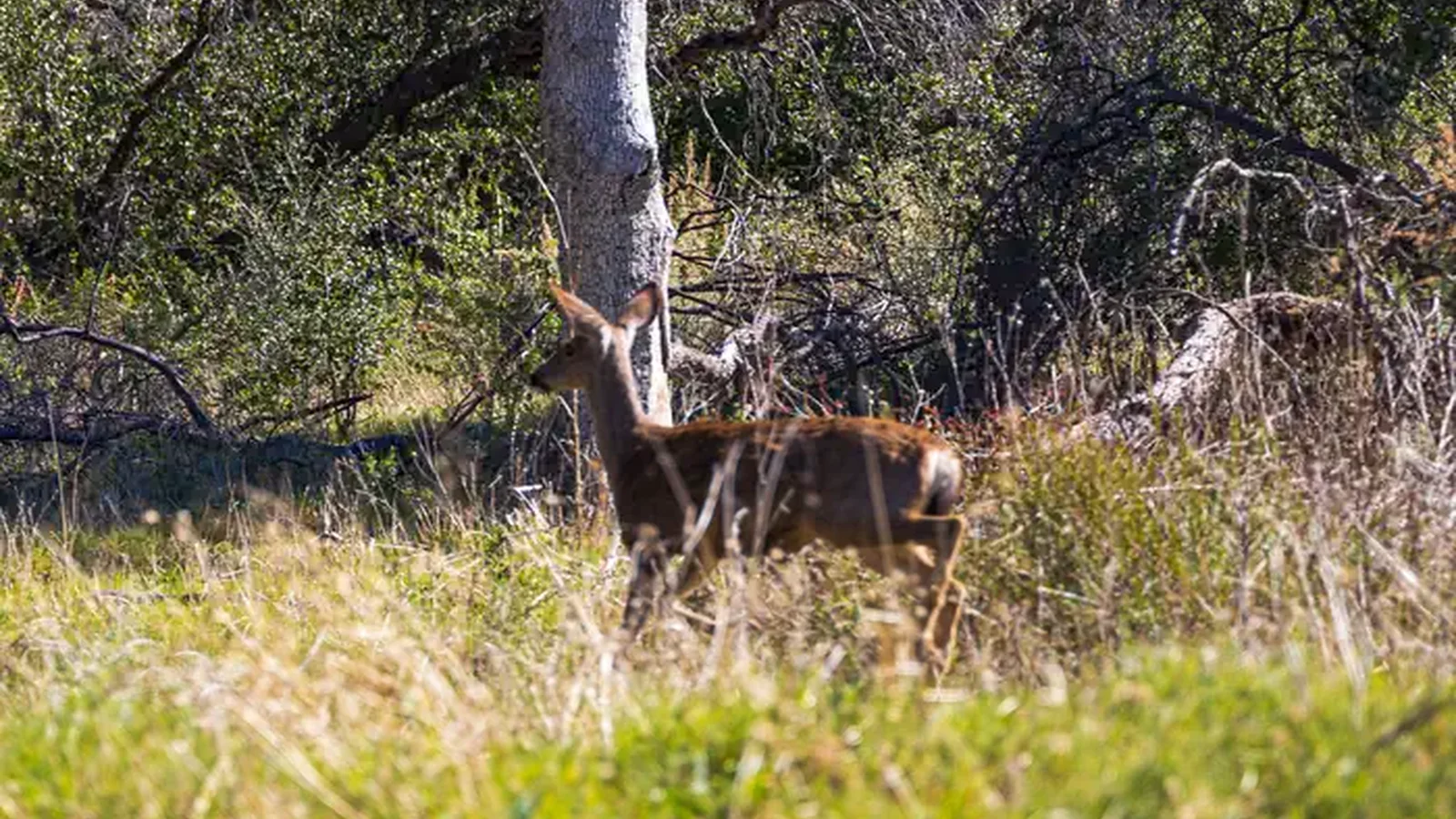 Deer at camp