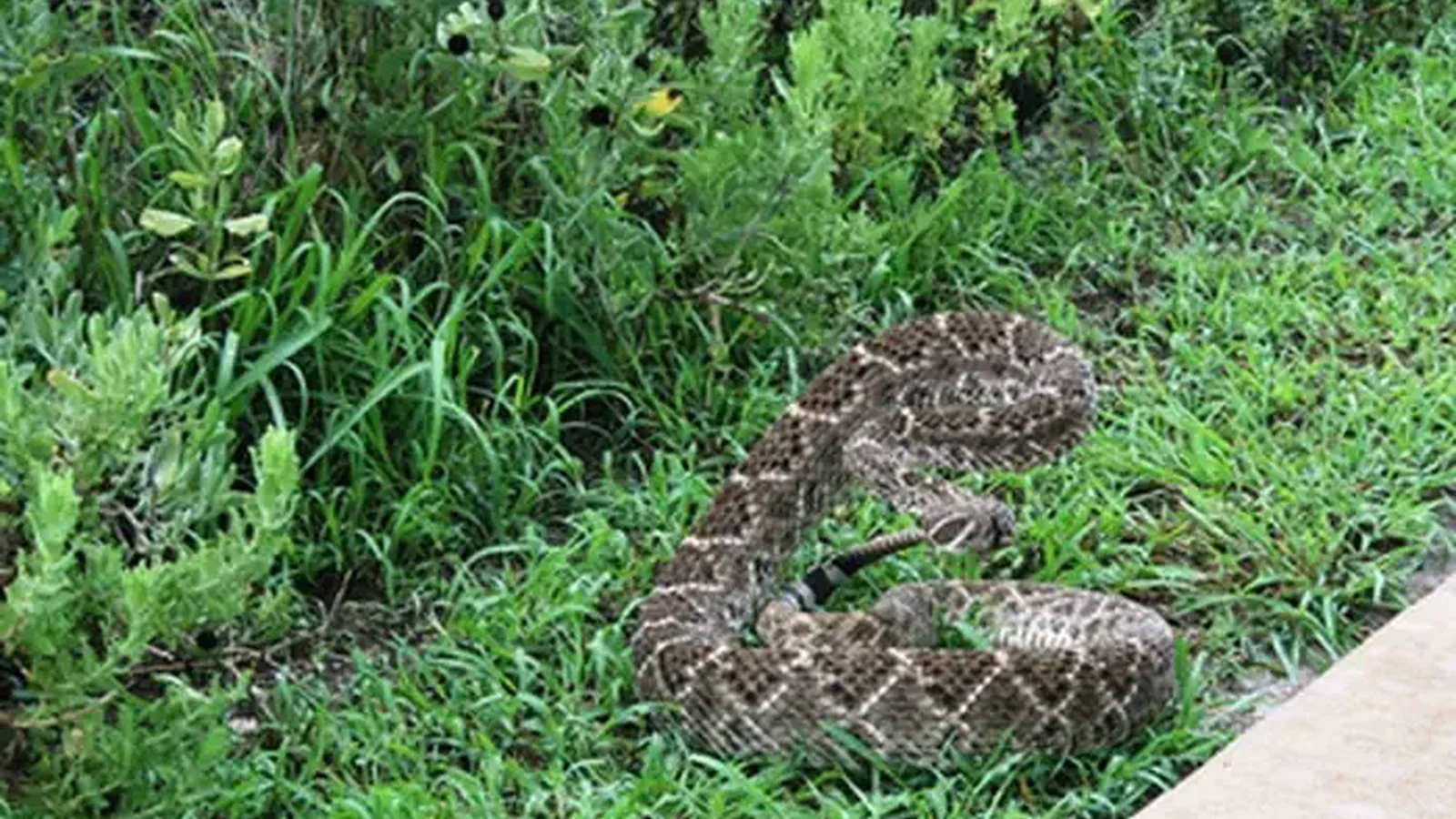 Rattlesnake