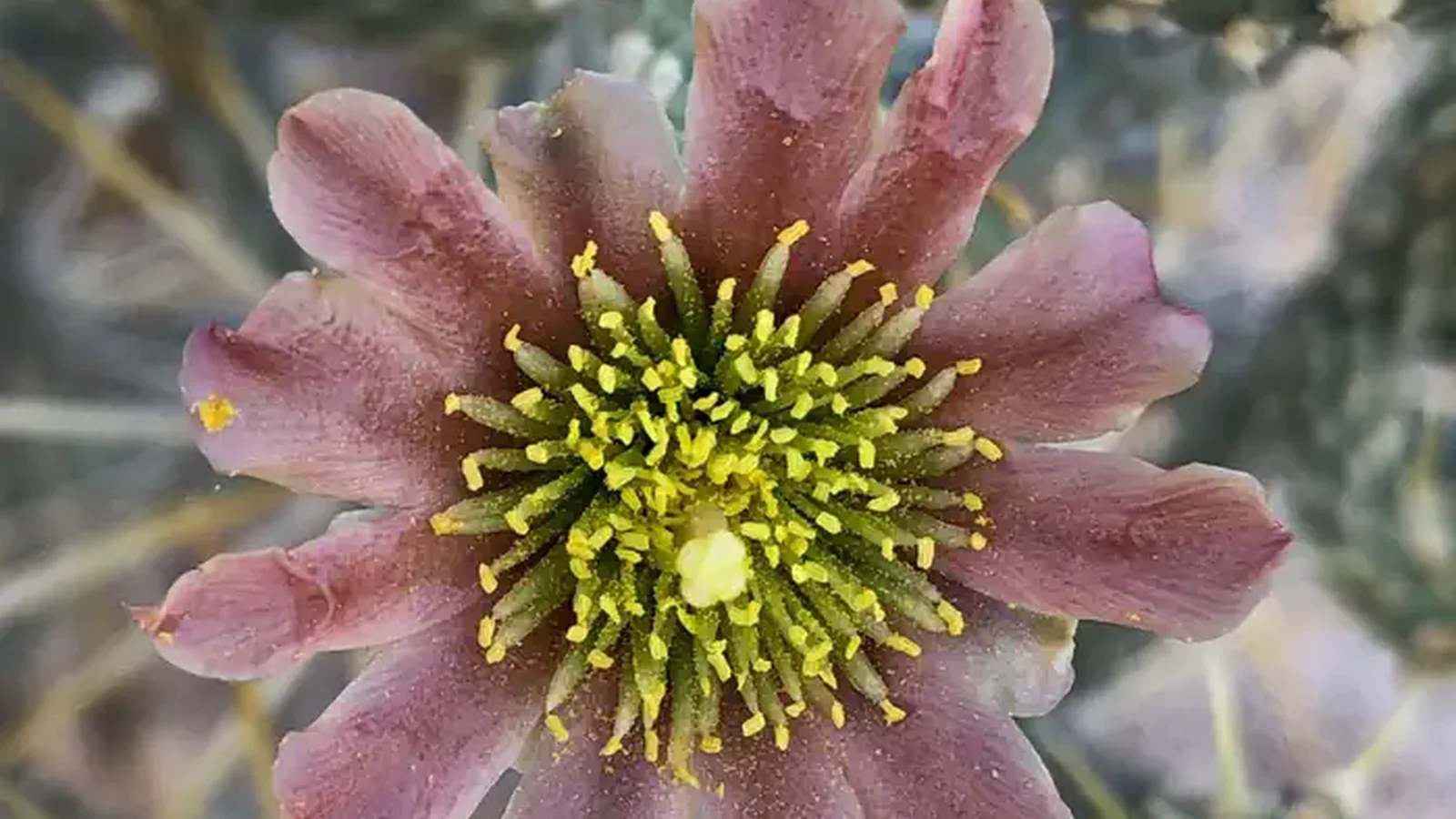 Ryan Campground Cactus
