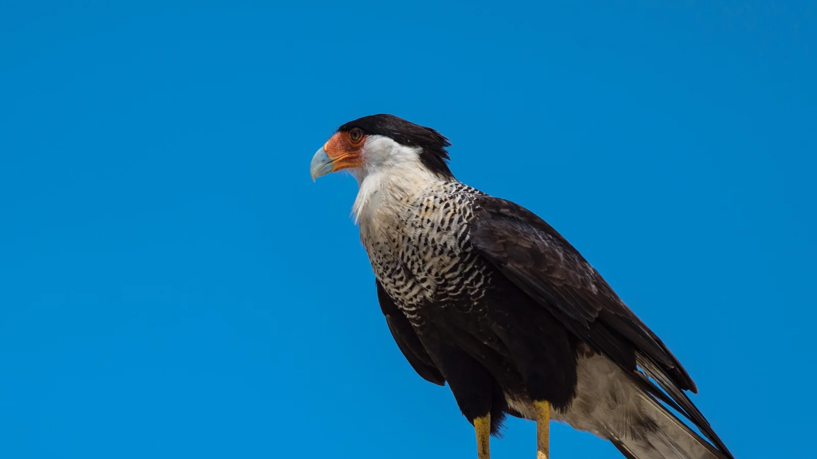 Crested Caracara
