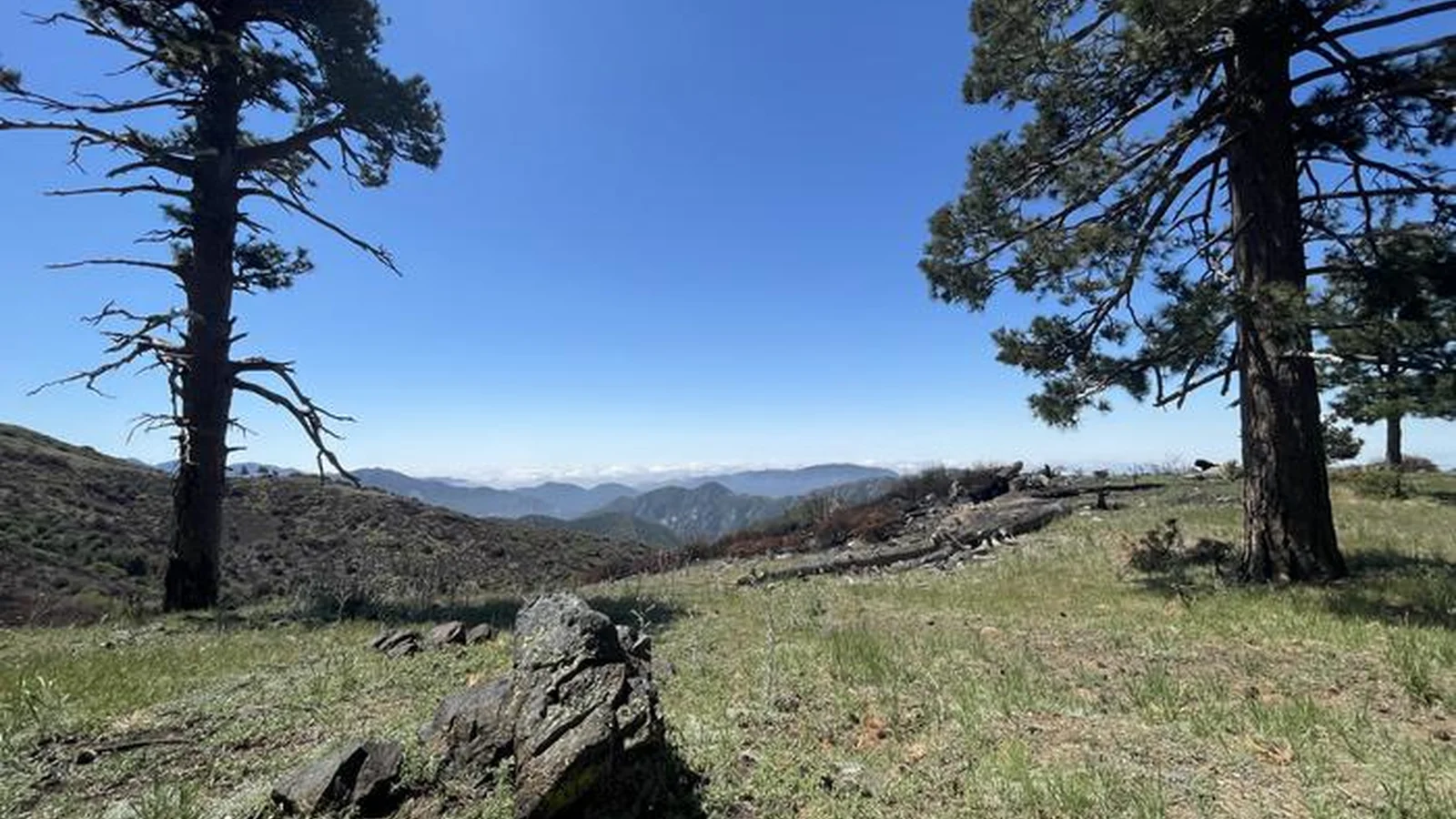 scenic overlook  mountains between two pine trees