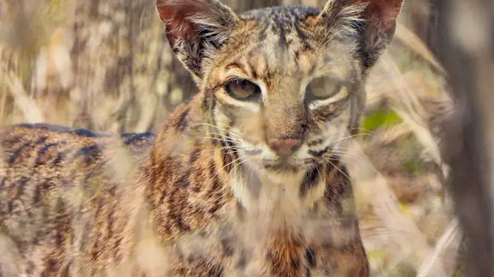 A bobcat looks directly into the camera lens