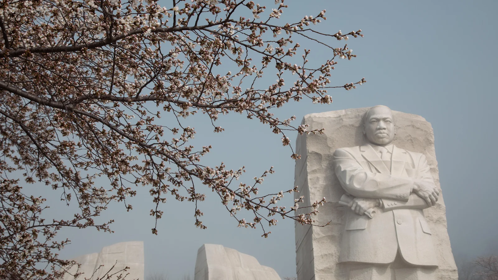Cherry Blossoms at the Martin Luther King Jr. Memorial