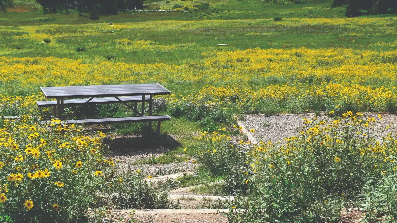 Path leading down to a picnic table, tent pad and meadow of flowers.