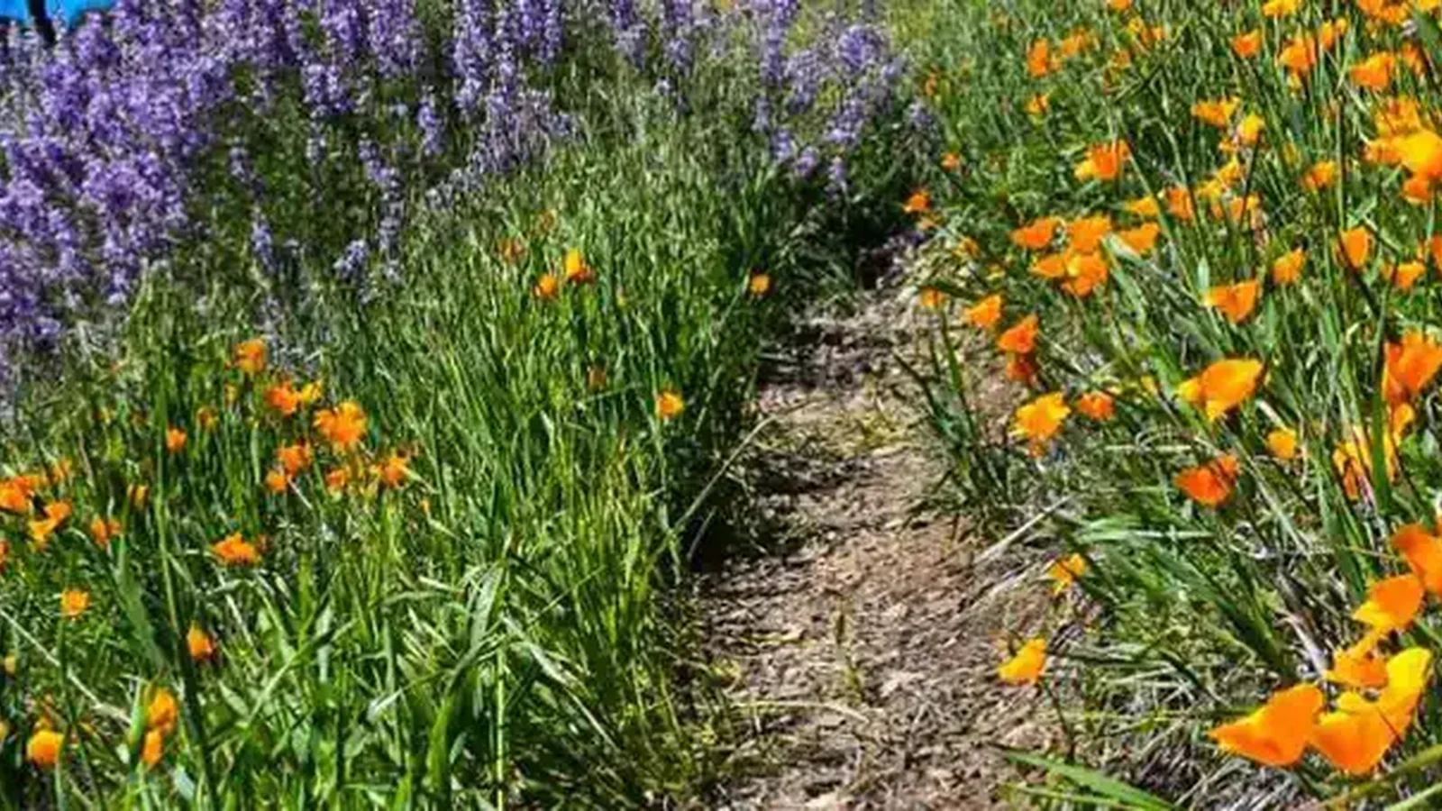 Los Padres National Forest