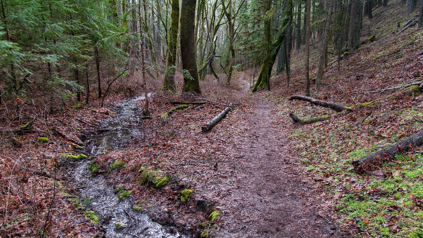 Enchanted Forest & Felton Memorial Trails