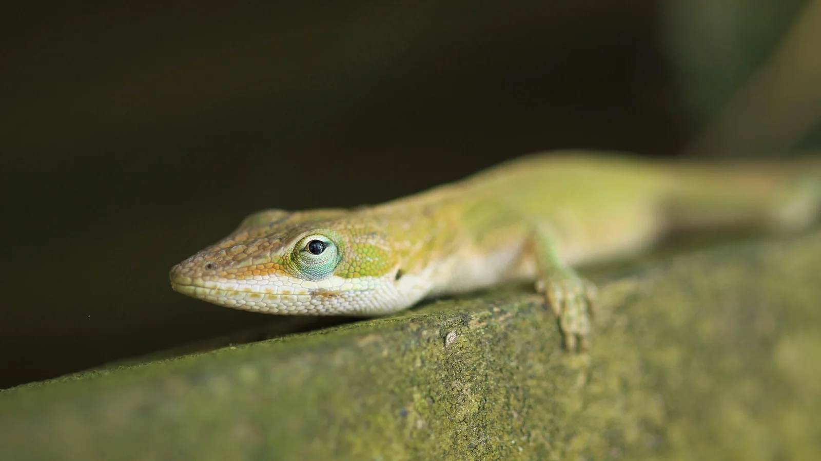 Green Anole