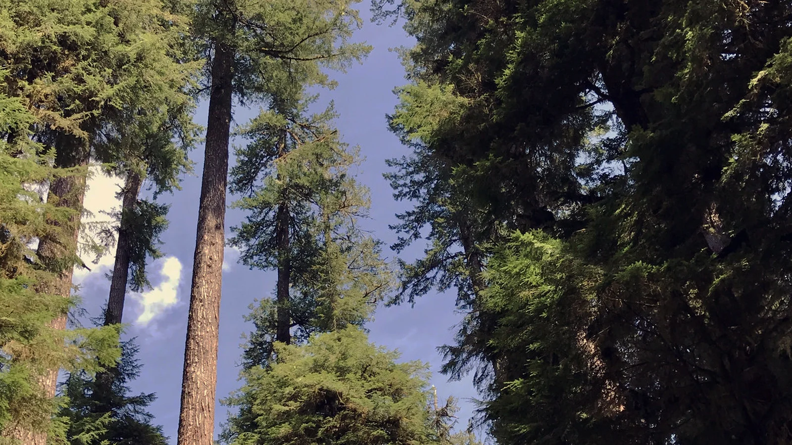 Tall trees on display in the Valley of the Giants.