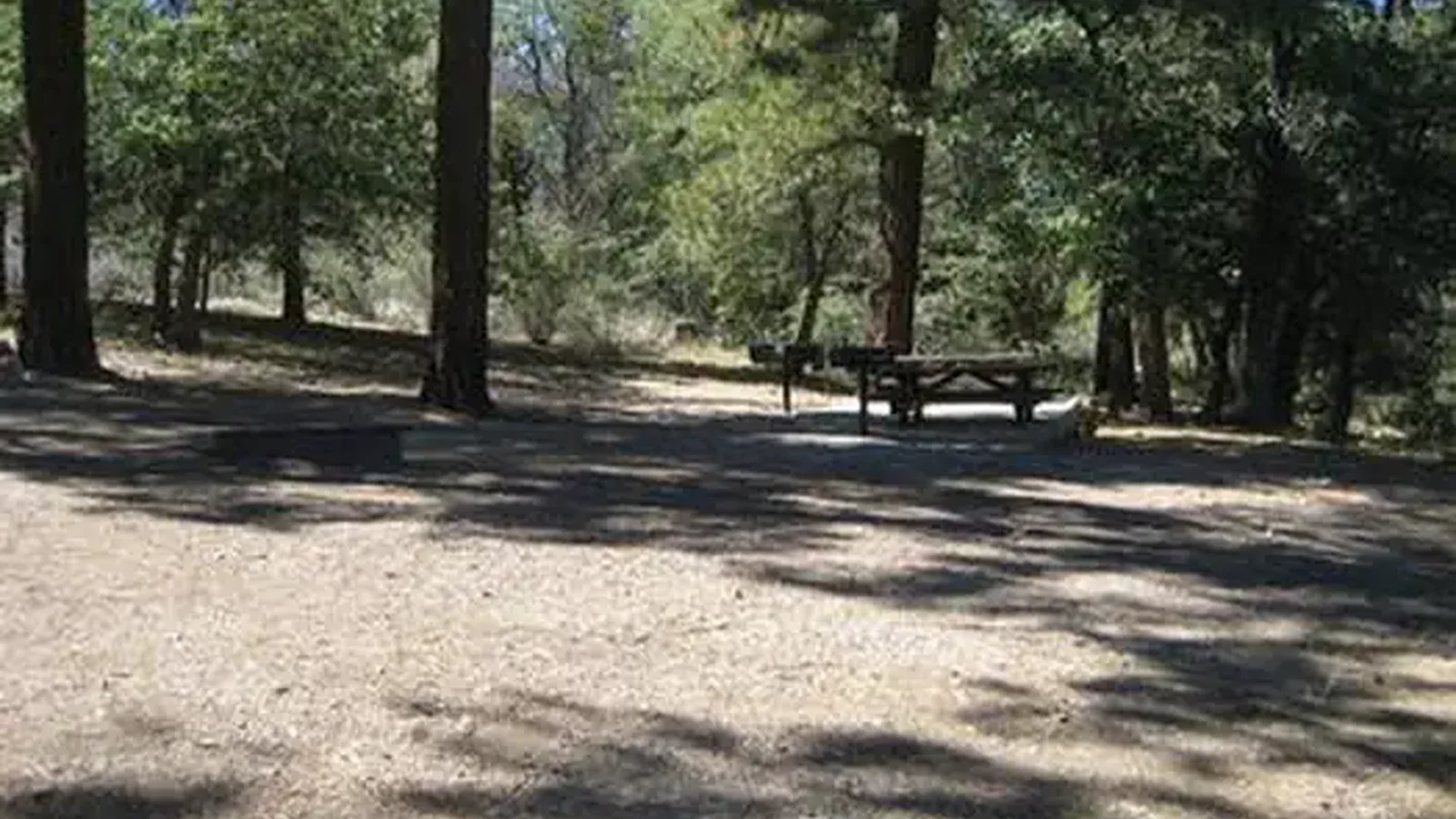 Naturally Shaded Area at Green Spot Equestrian Group Camp