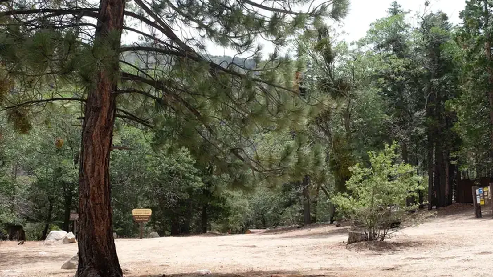 Fishermans Group Campground with trees.