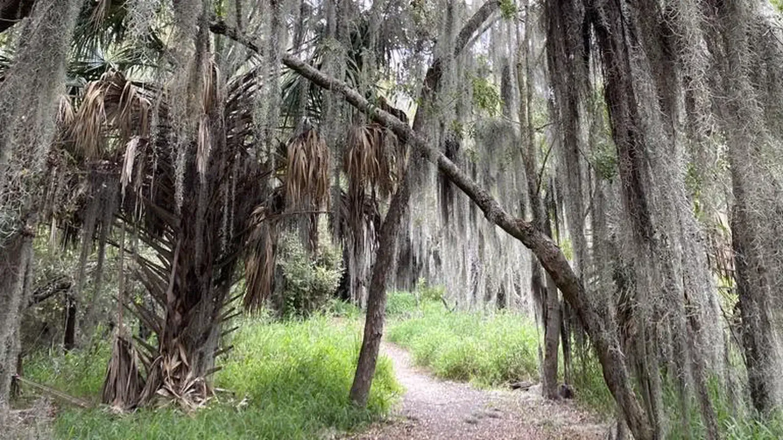 A dirt path leads through a wooded area of trees covered in Spanish moss