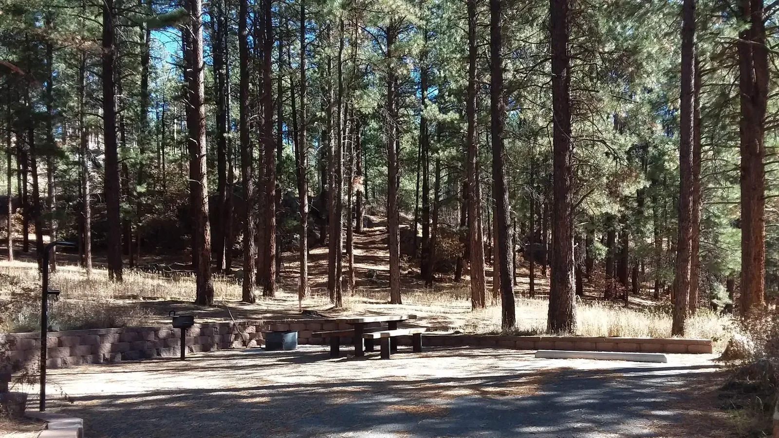 Campground view of the woods at San Antonio CG