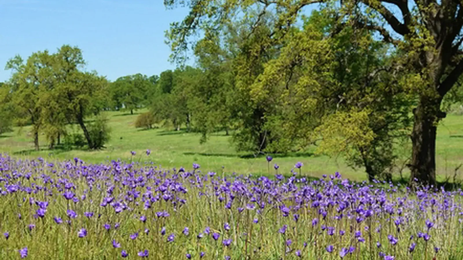 Sacramento River Bend Area