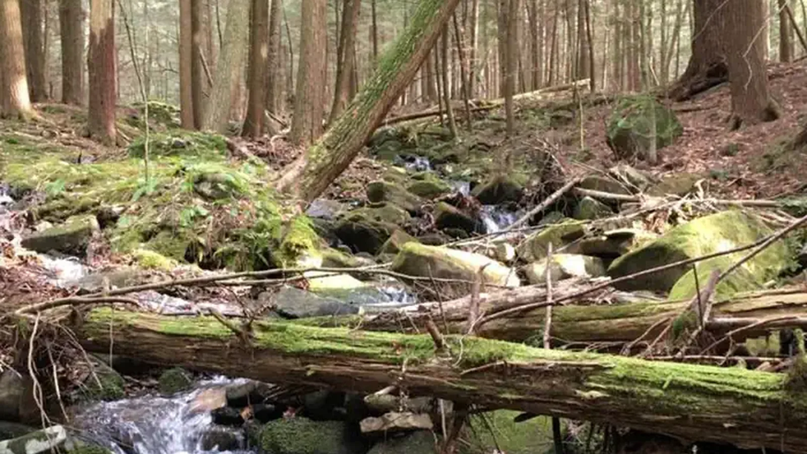 This rustic campground is situated on the east bank of the Allegheny Reservoir.
