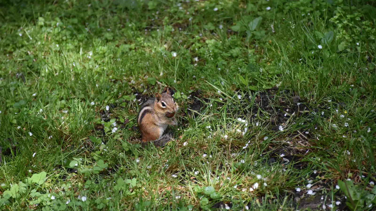 chipmunk