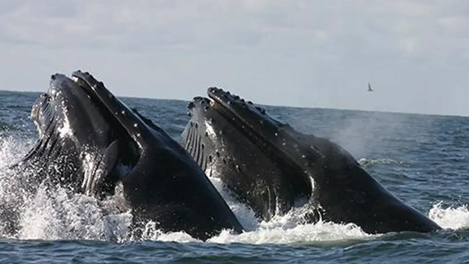 Humpback whales