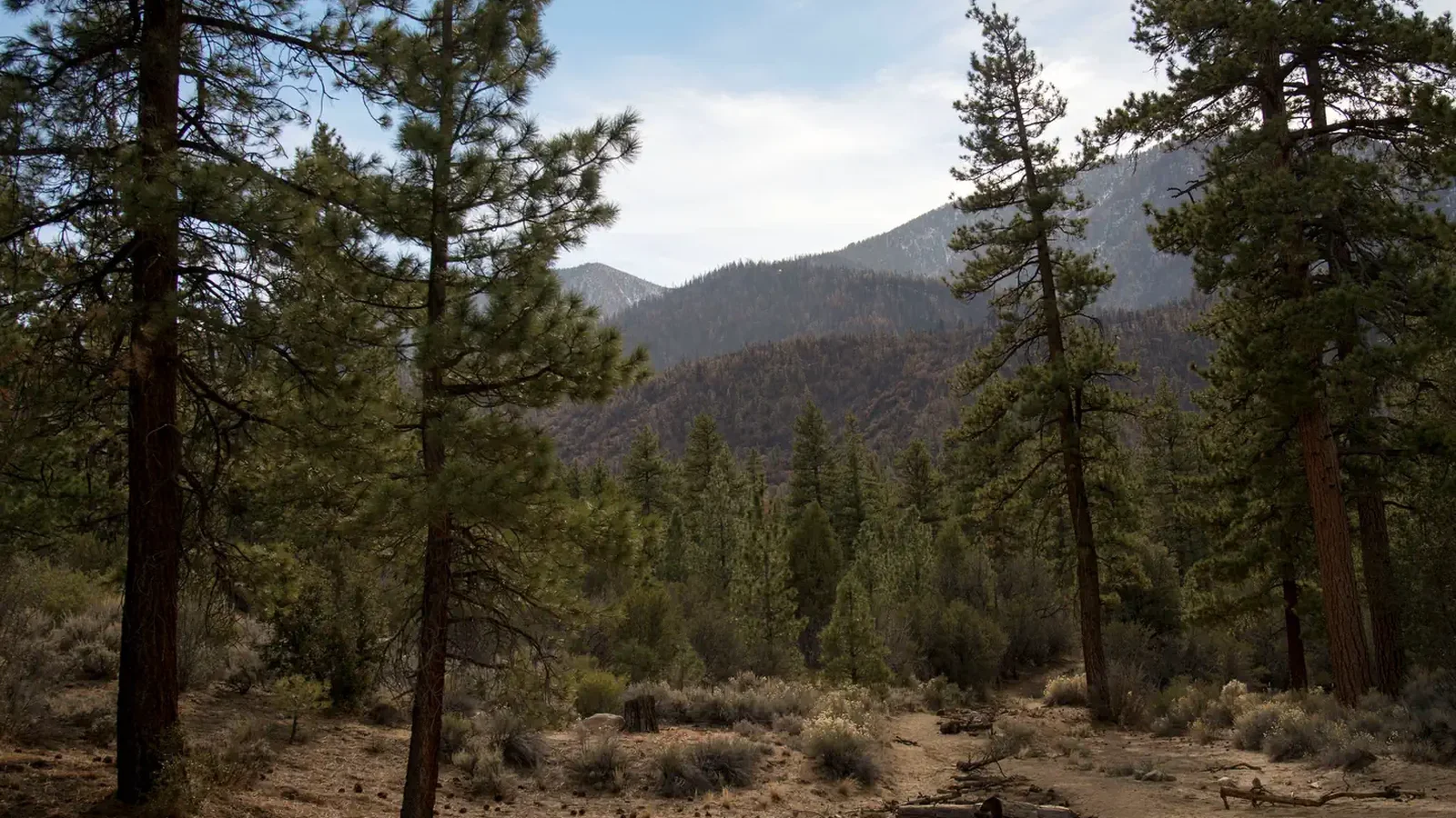 Coon Creek Cabin Recreational Area View