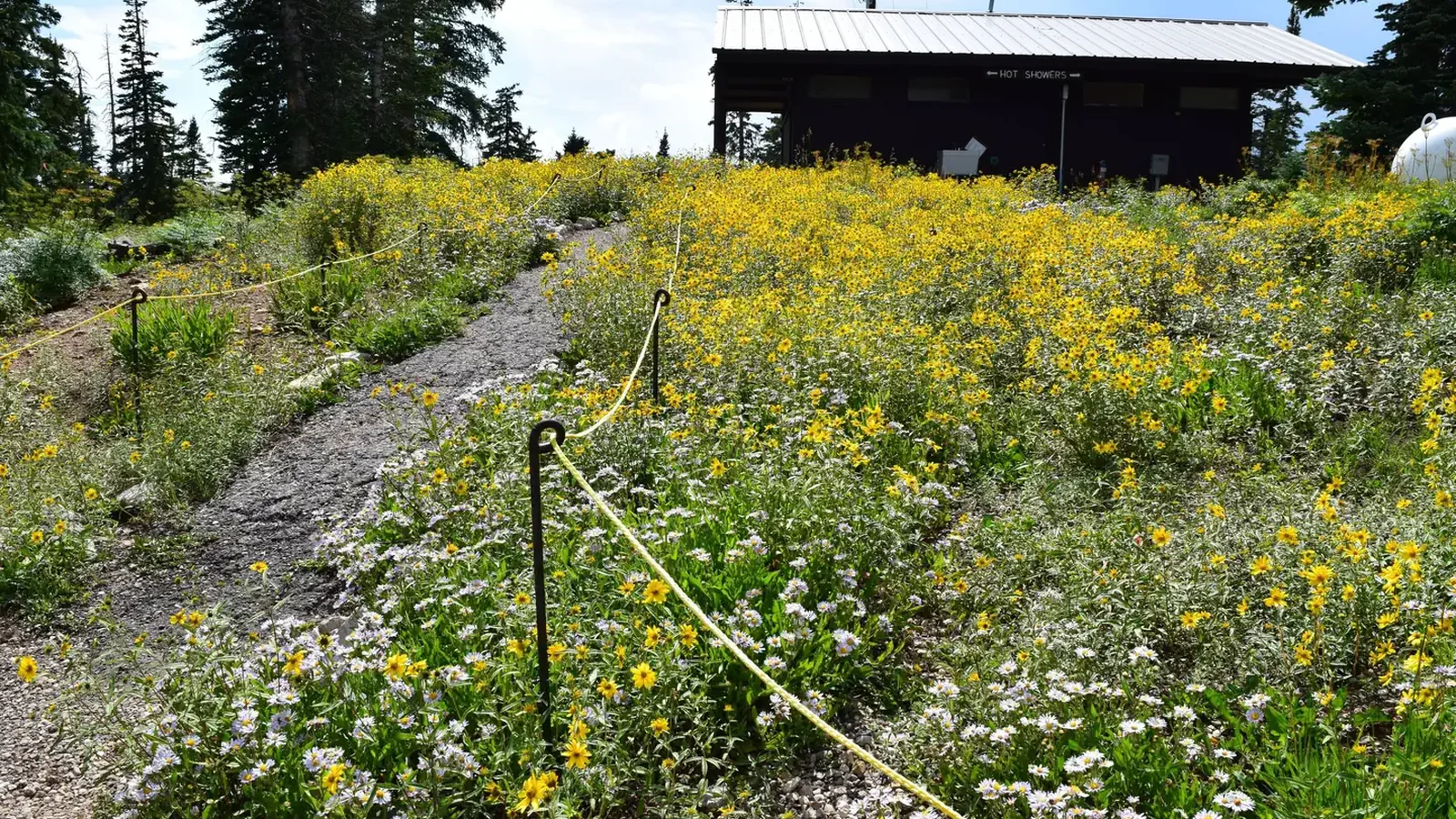 Path towards restroom building with yellow wildflowers.