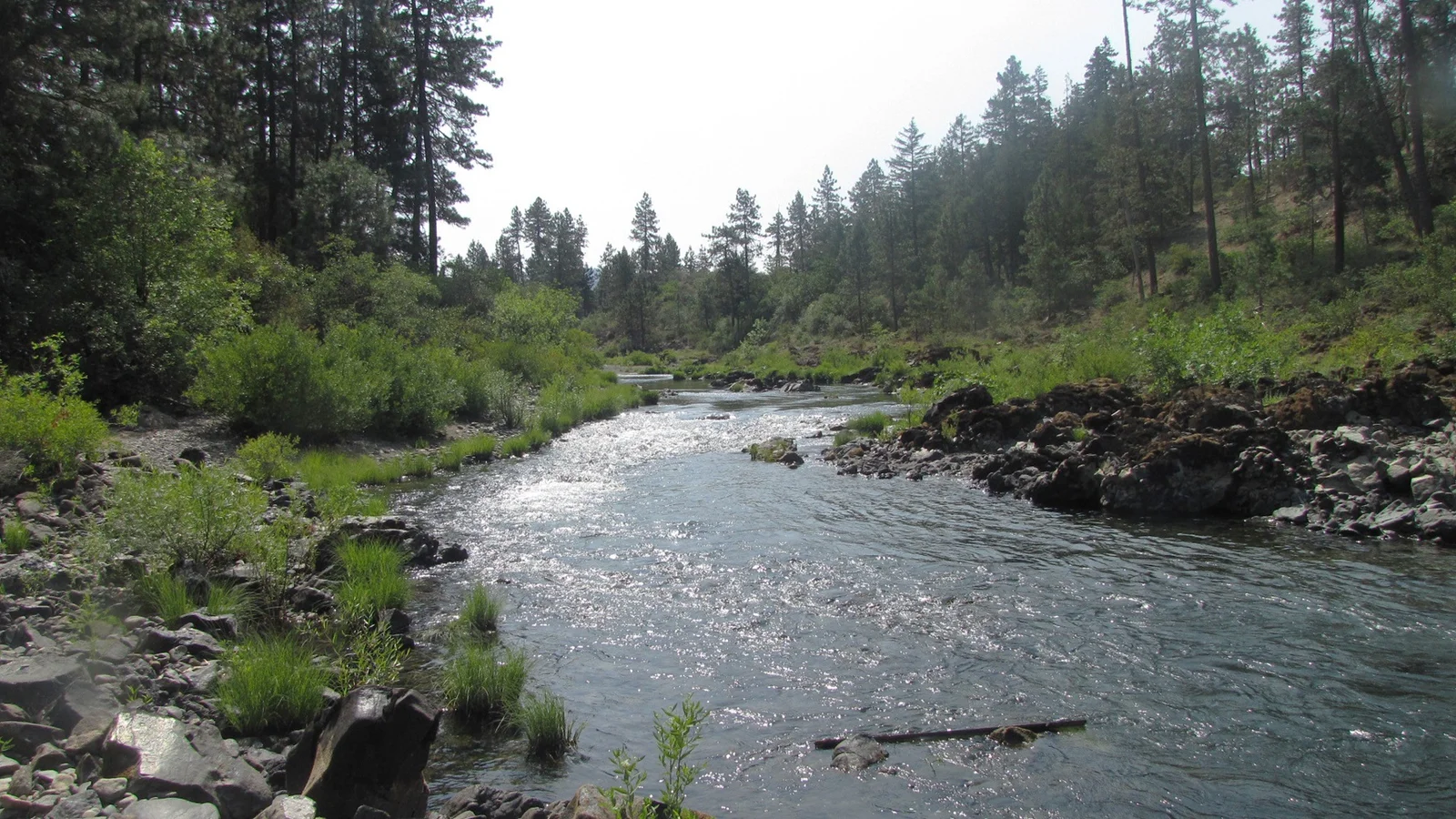 Eight Dollar Mountain & Jeffrey Pine Loop Trail