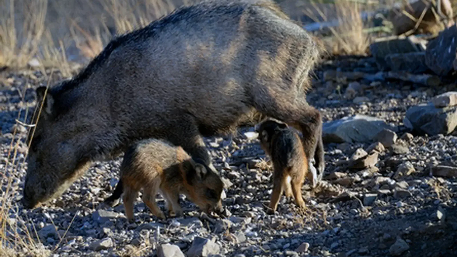 Javelina and Young