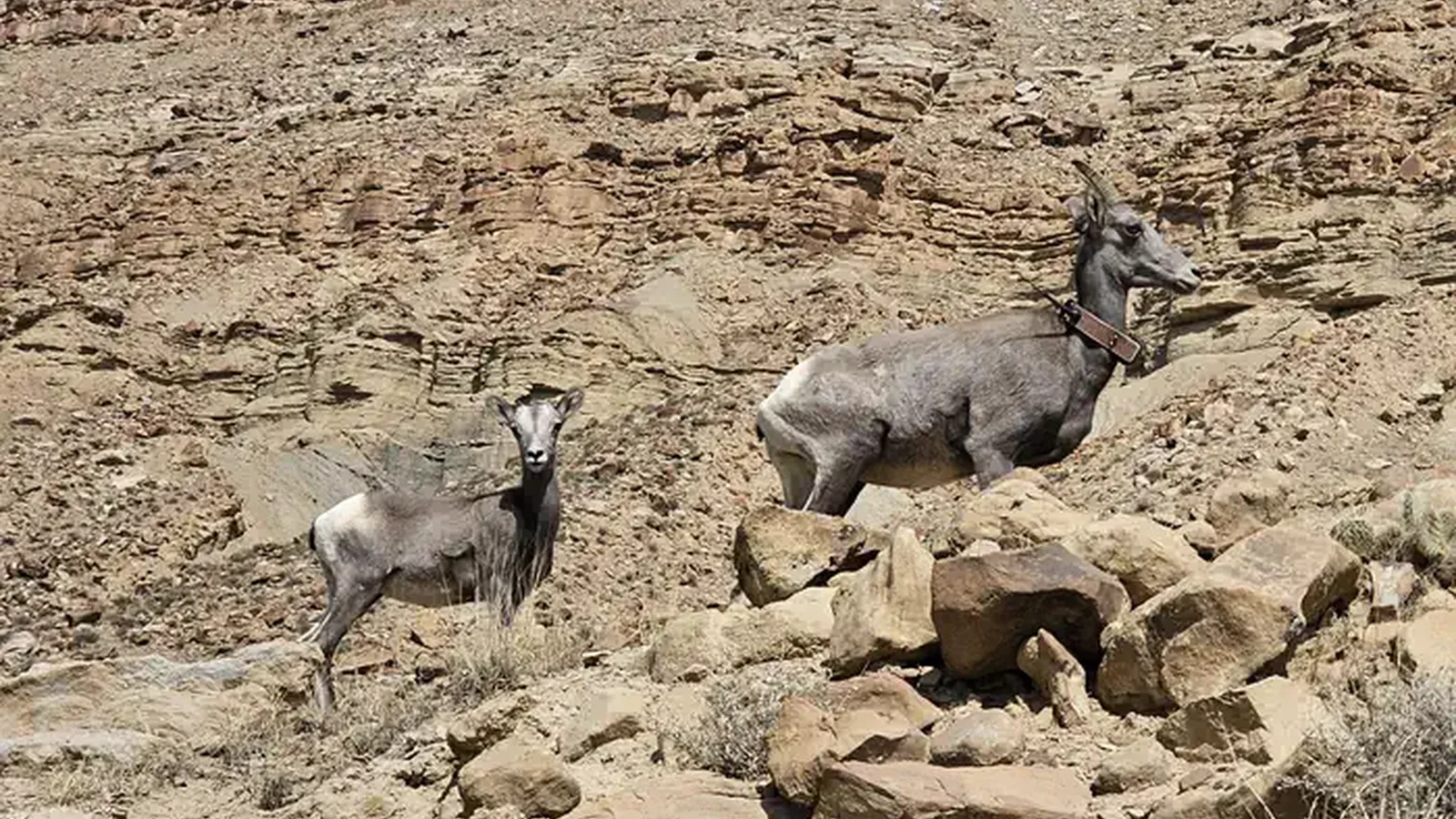 Bighorn sheep