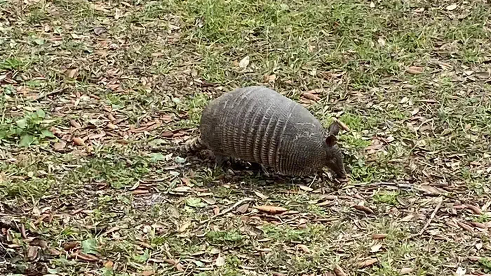 Armadillo Visiting Fort Pickens Campground