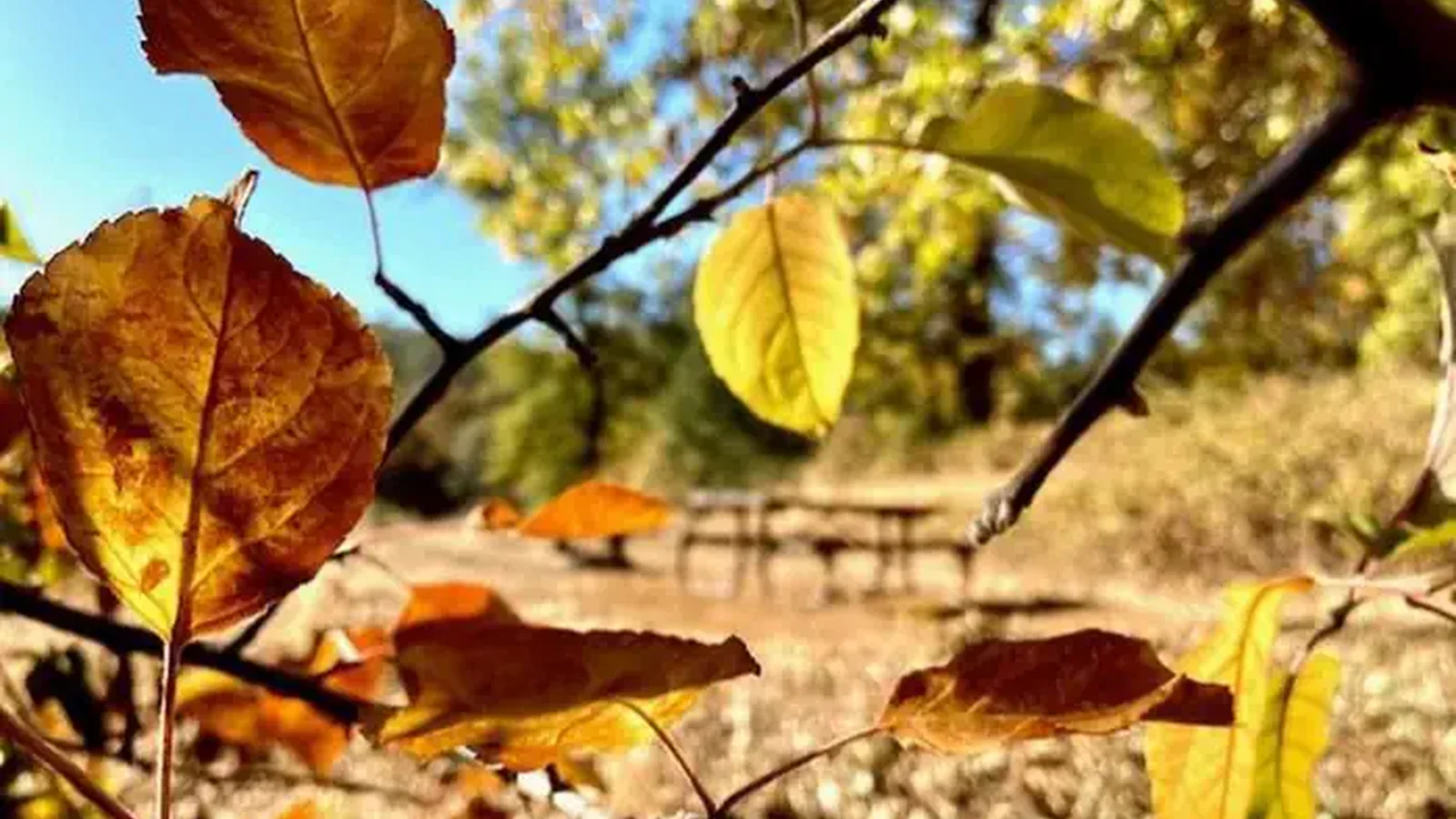 Fall