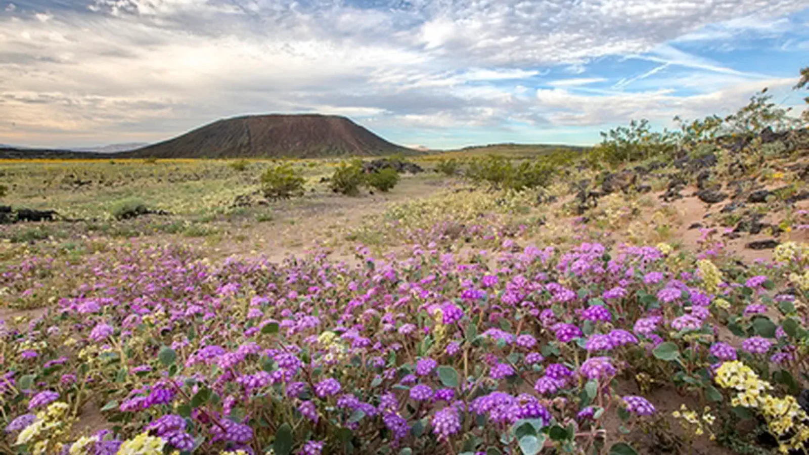 Amboy Crater