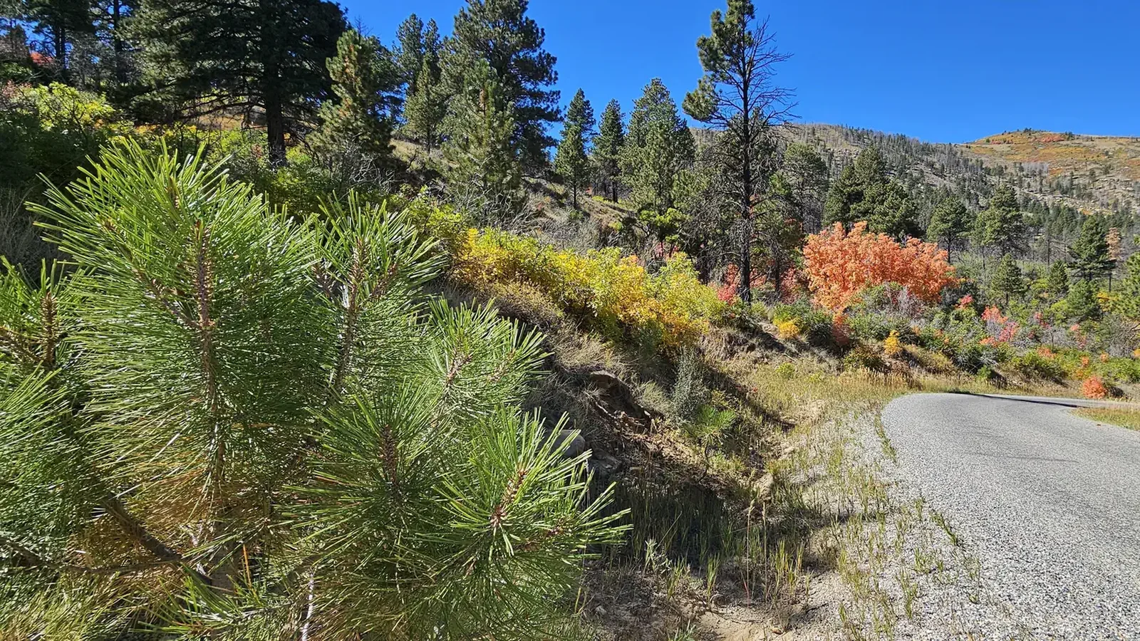 Road bordered by trees, shrubs, and grasses at different stages of changing colors of Fall.