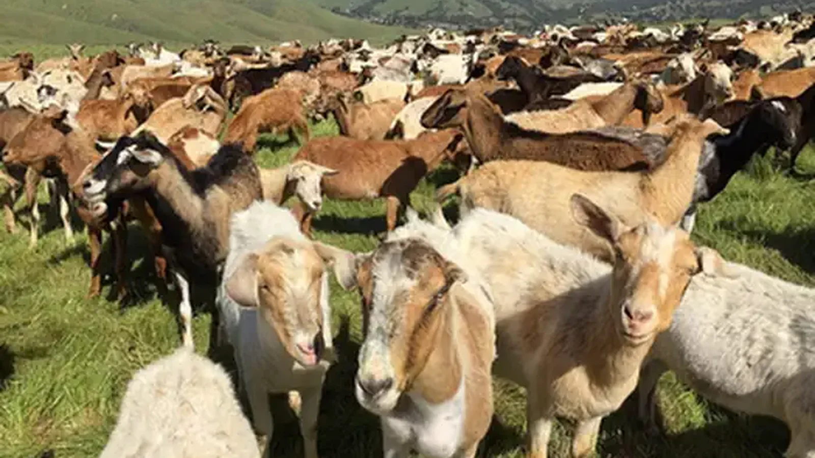 Goats at Help Reduce Fuel Loads