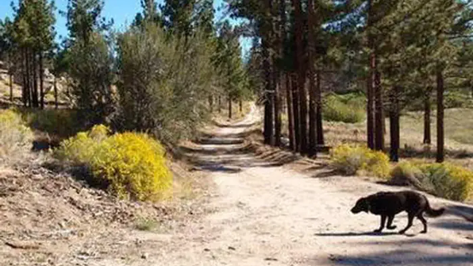 Dog talking a stroll at Ironwood Group Camp