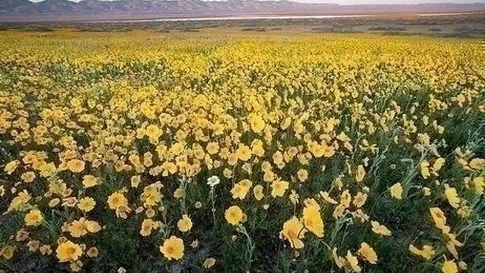 Carrizo Plain National Monument