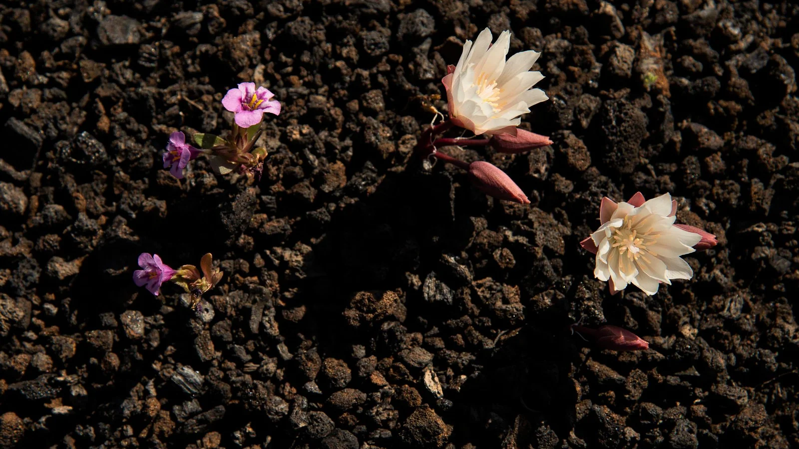 Wildflowers on the Moon