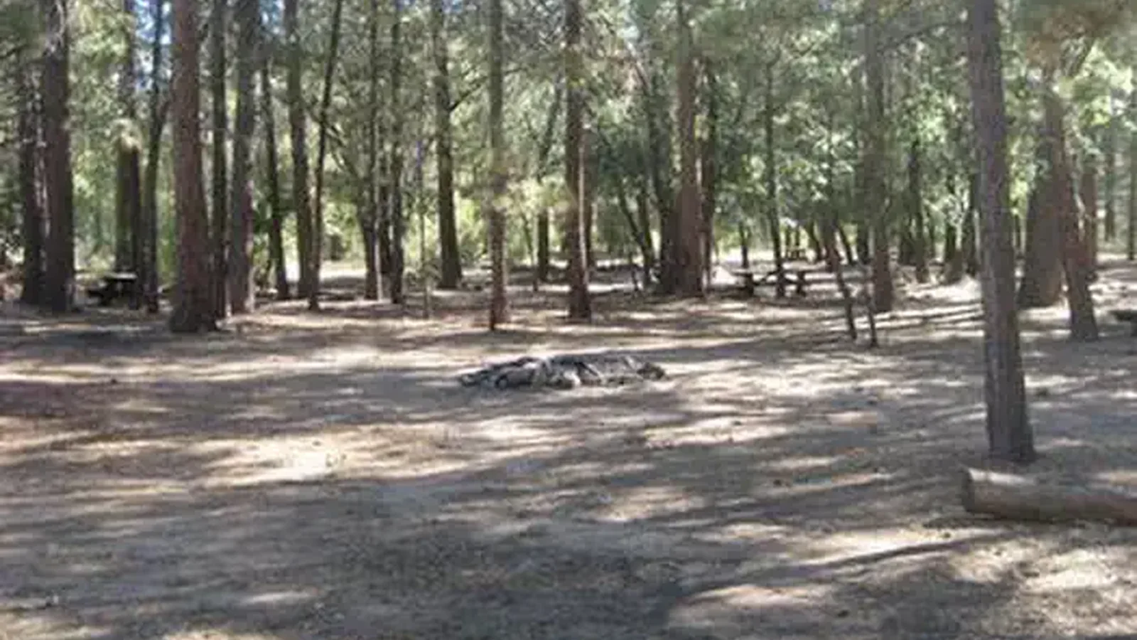 Shade, picnic tables & fire pits of the Oso Group Campground