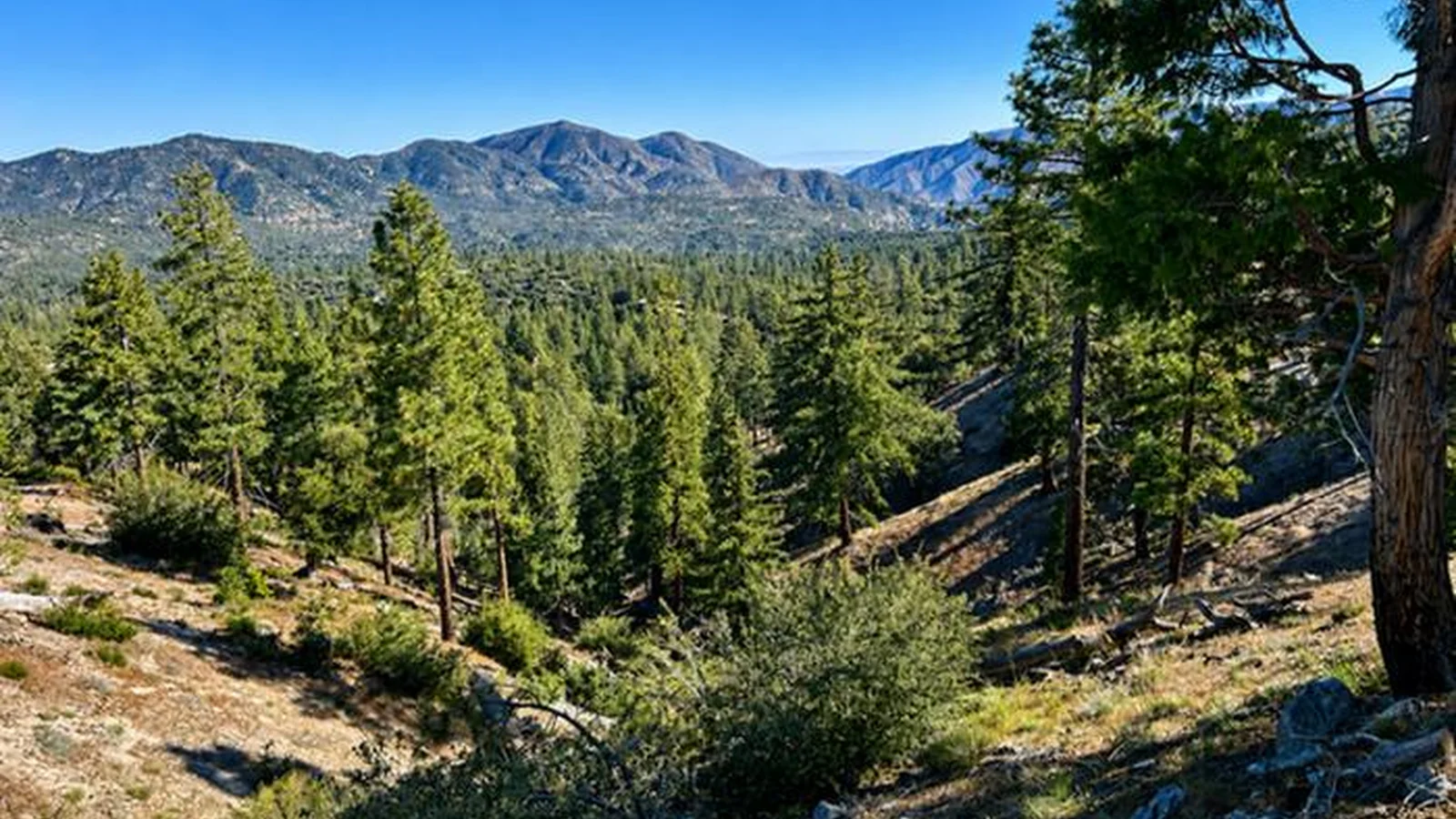 Mountains, trees, forest, view
