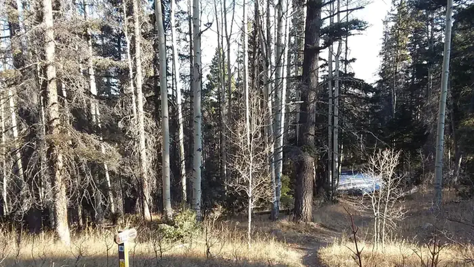 Hopewell lake forest trail