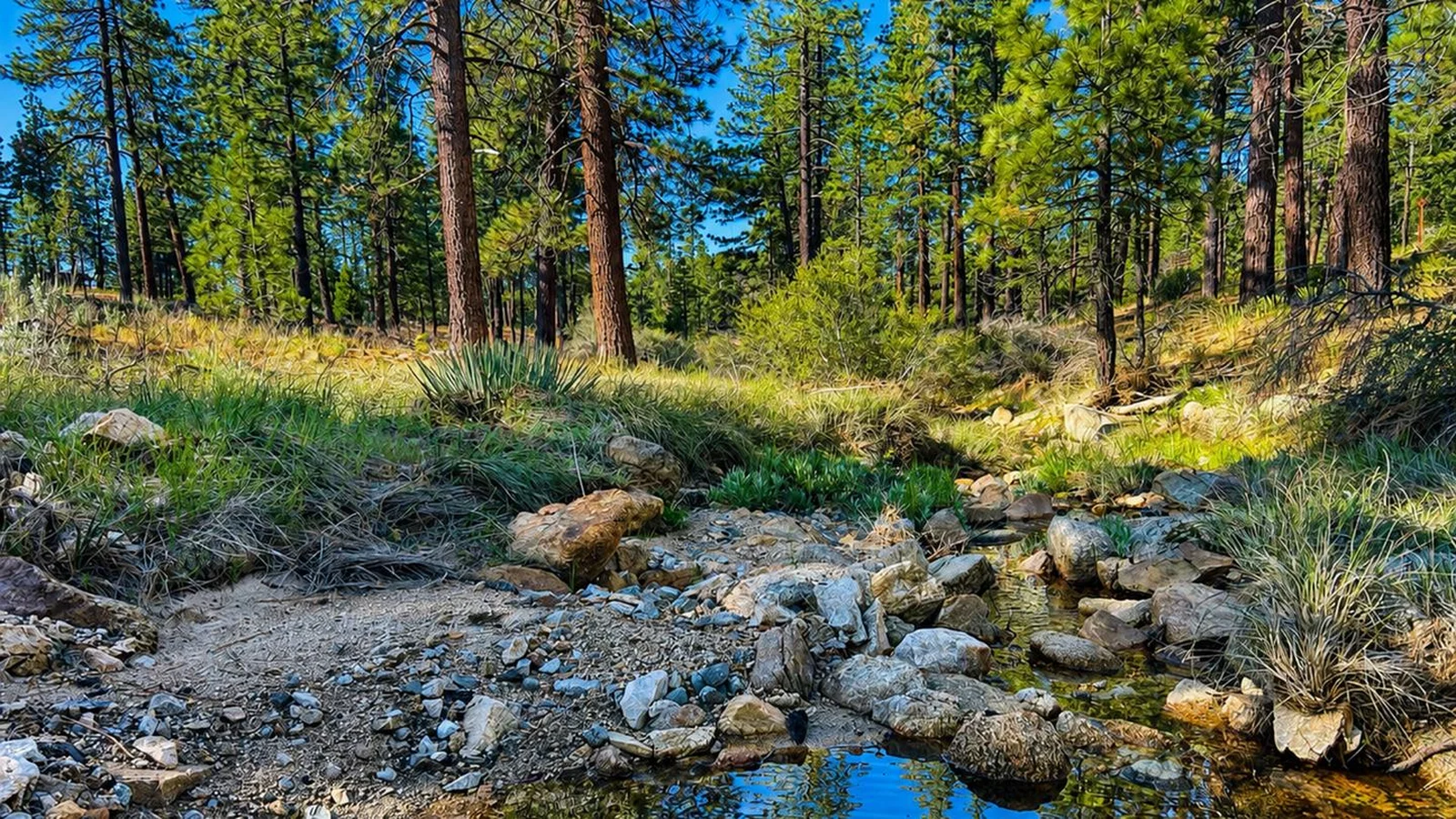 Forest, stream, trees